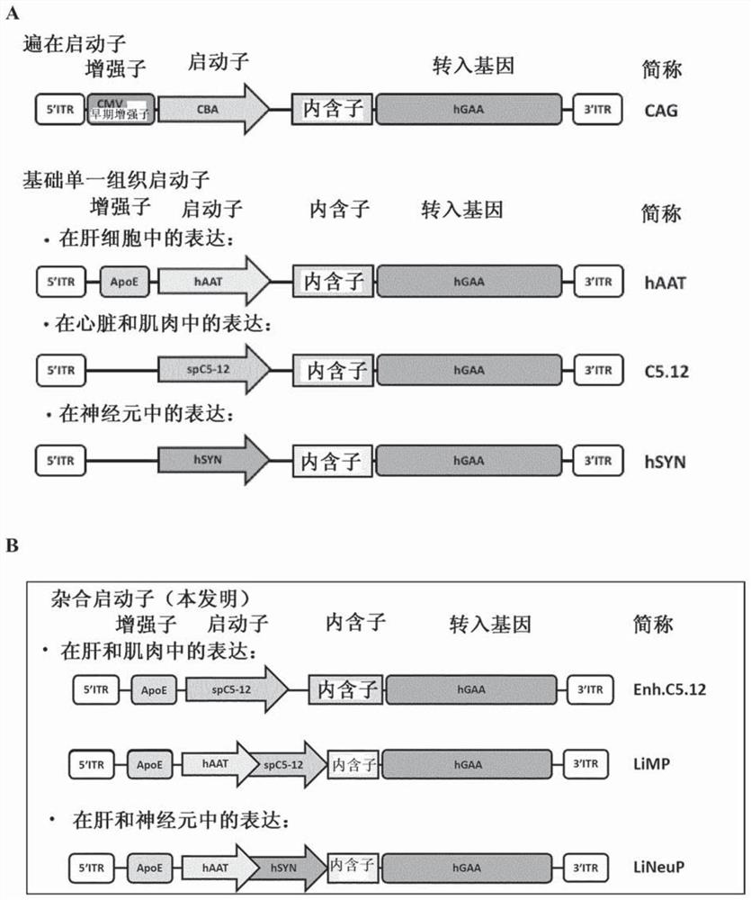 Hybrid regulatory elements