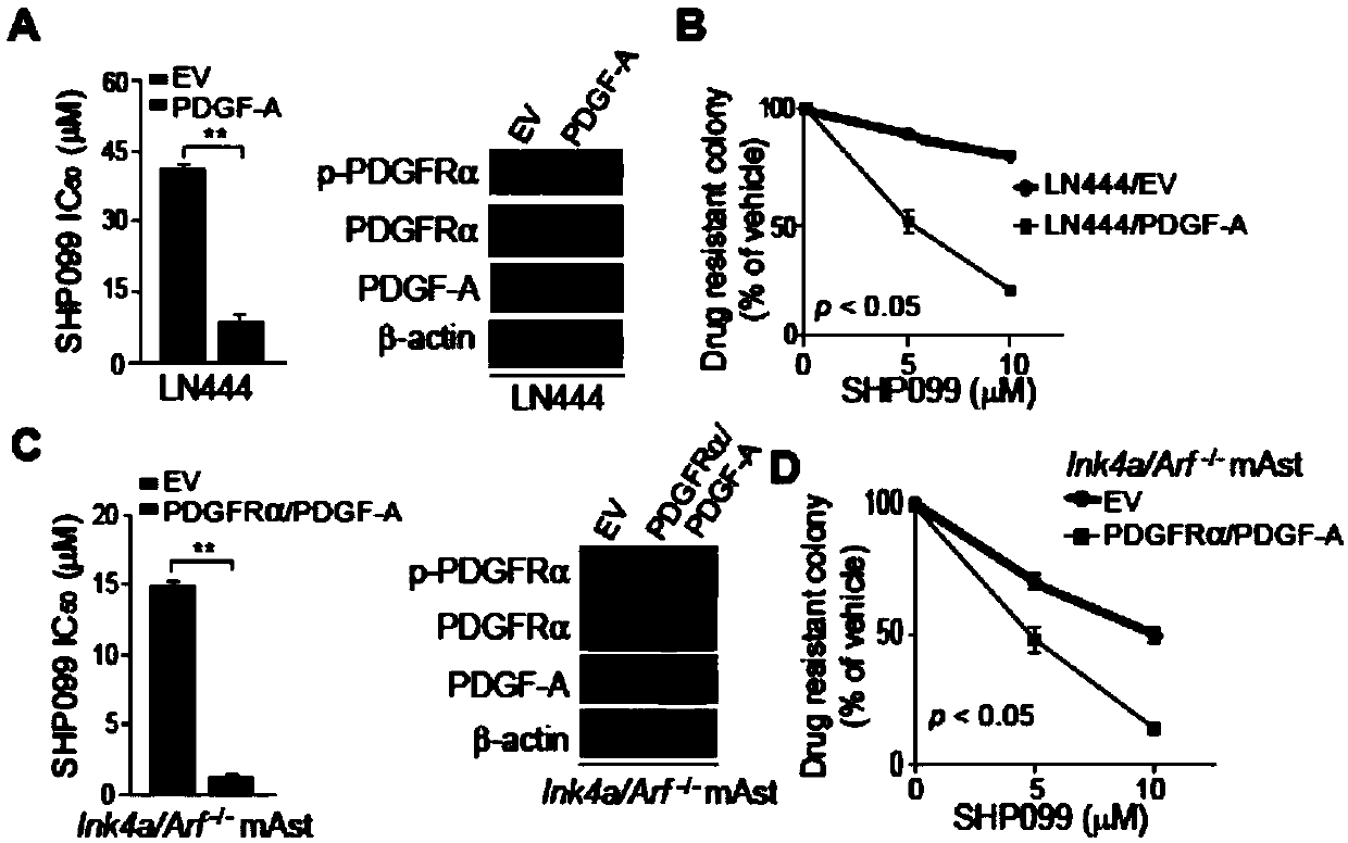 Application of SHP-2 inhibitor in preparing medicament for targeting proneuronal glioma