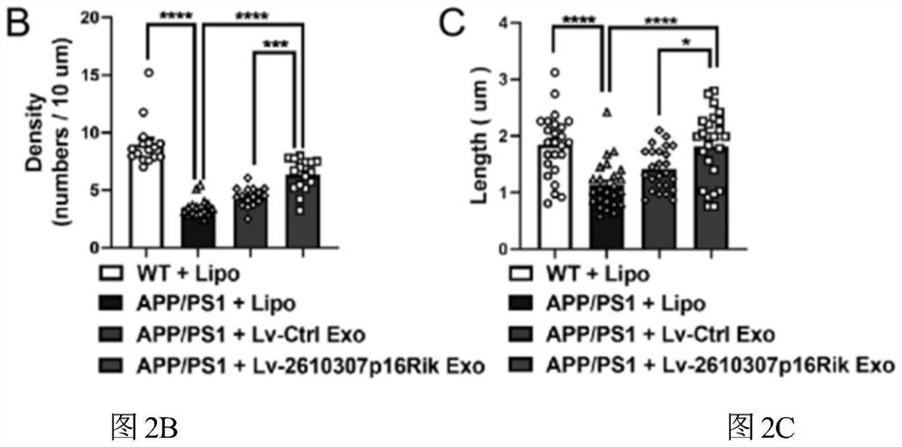 Application of exosome mediated RNA CASC15 in intervention of synaptic loss of Alzheimer's disease