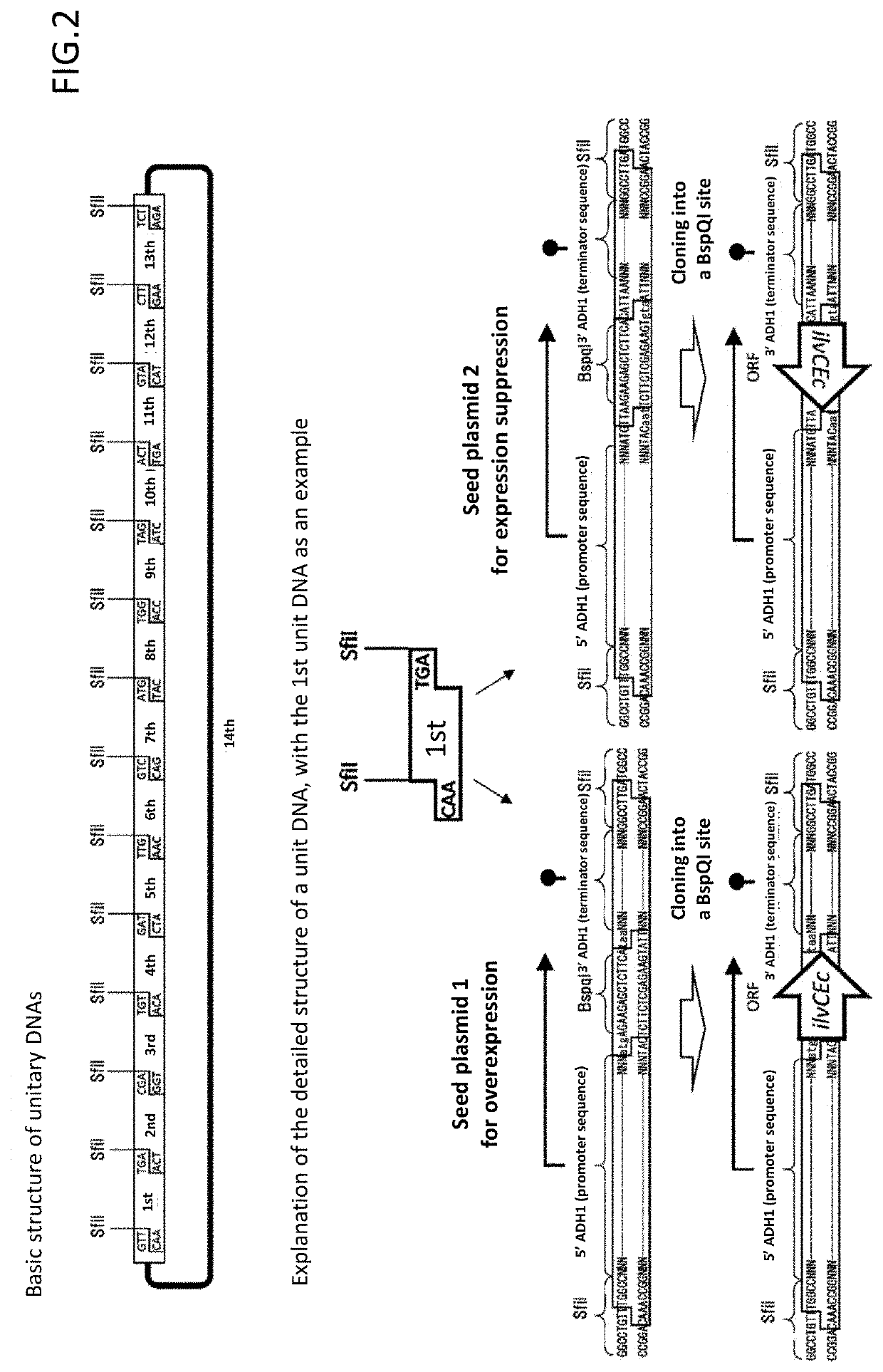 Method for constructing chimeric plasmid library