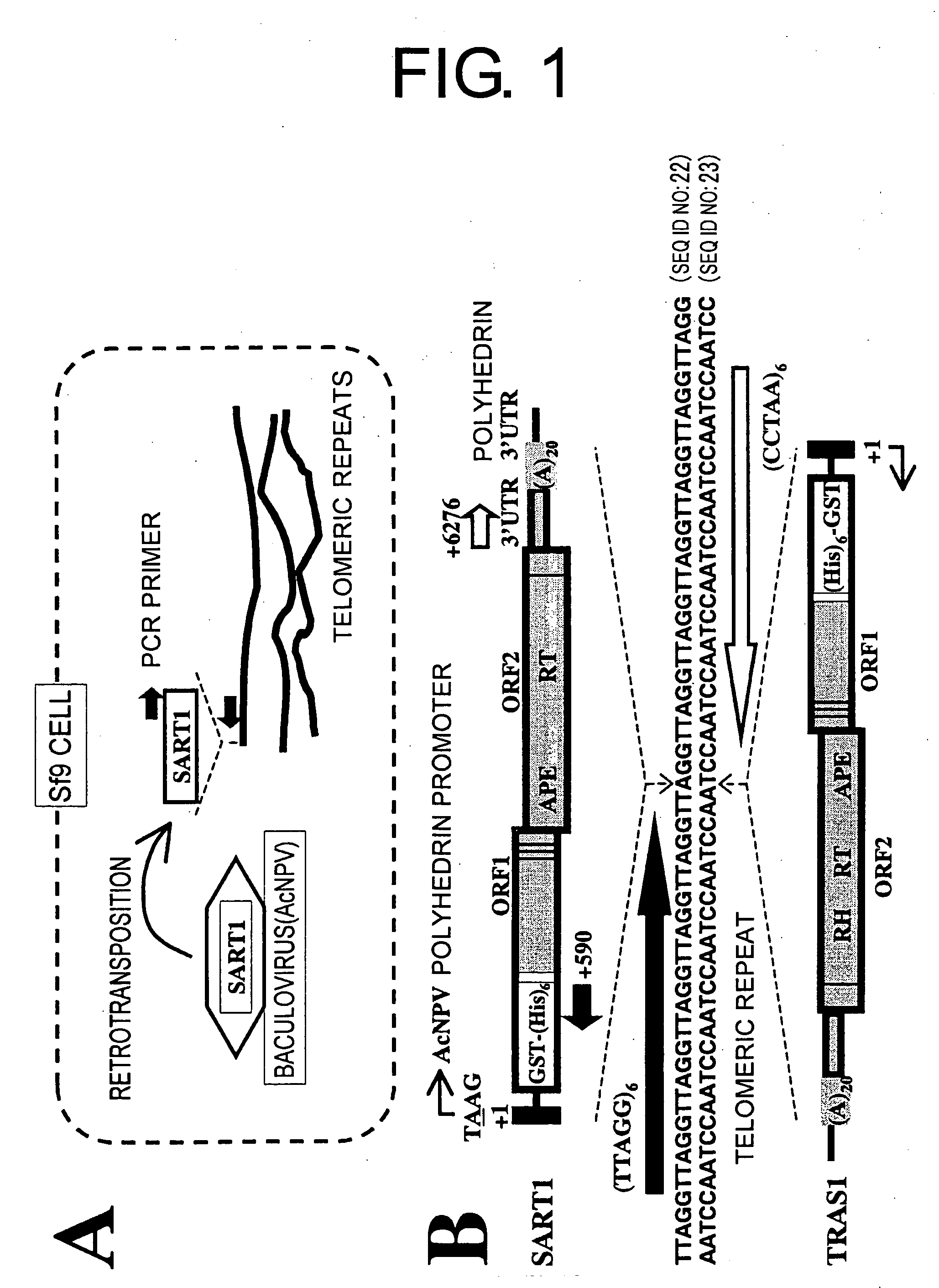 Methods for retrotransposing long interspersed elements (lines)