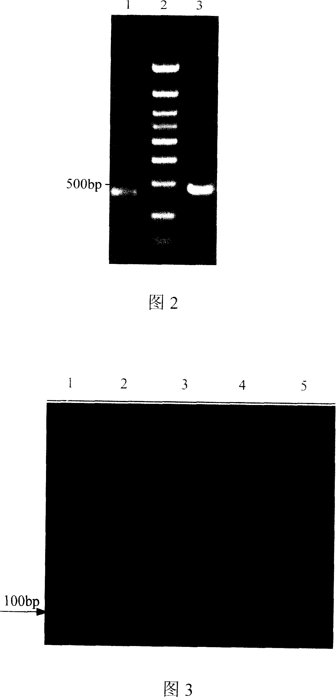 Vitreoscilla hemoglobin mutant and gene and application thereof