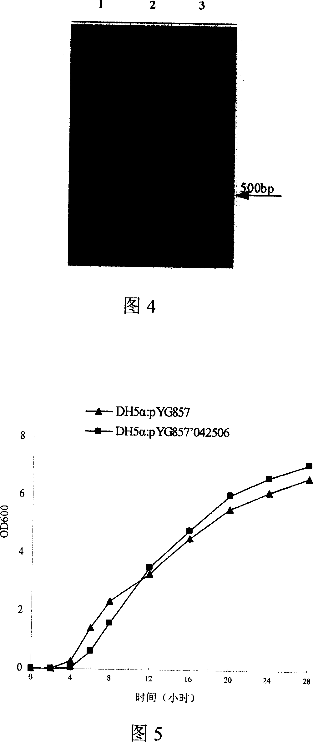 Vitreoscilla hemoglobin mutant and gene and application thereof