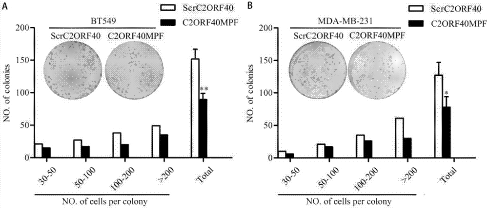 Application of polypeptide C2ORF40MPF in preparing antitumor drugs