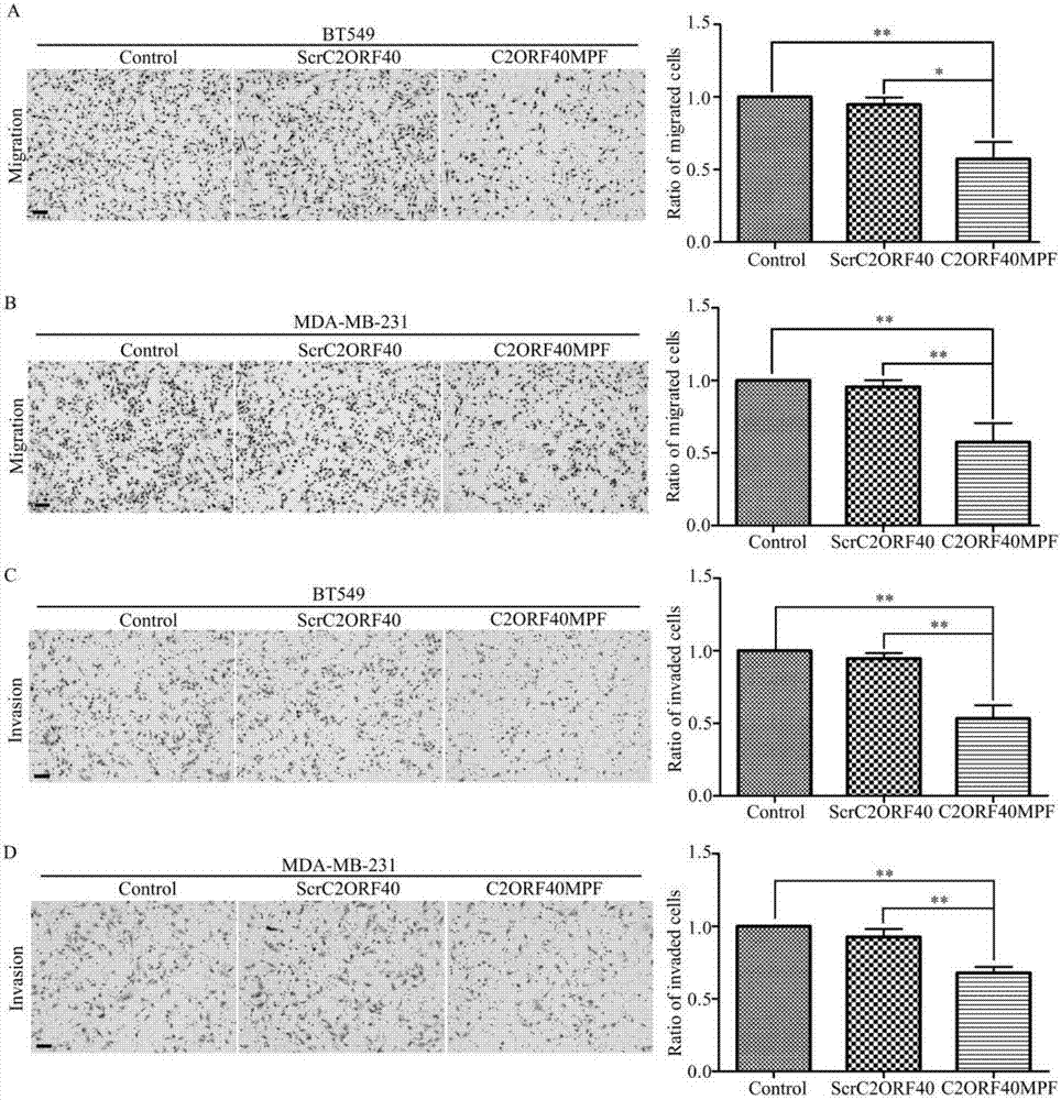 Application of polypeptide C2ORF40MPF in preparing antitumor drugs