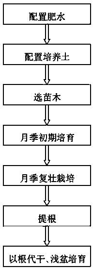 Chinese rose bonsai cultivation method