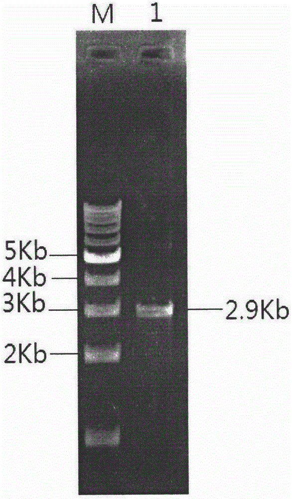 Genetic recombination brewer's yeast for achieving high yield of cane molasses alcohol