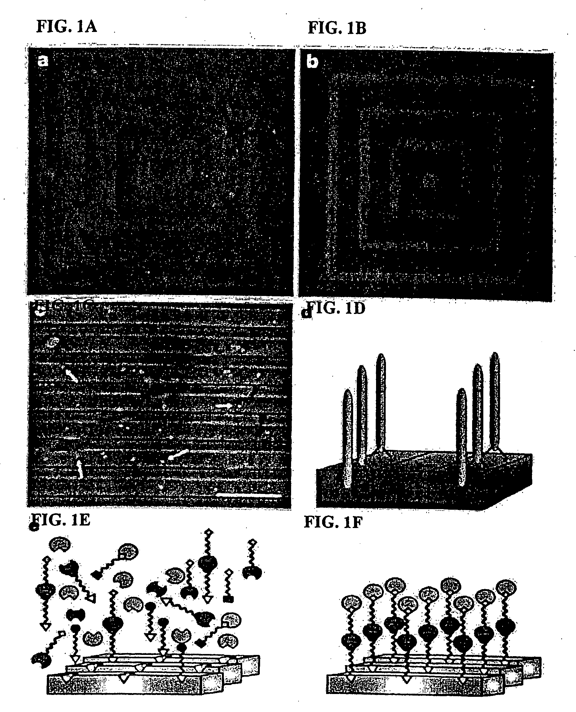 Peptide mediated synthesis of metallic and magnetic materials