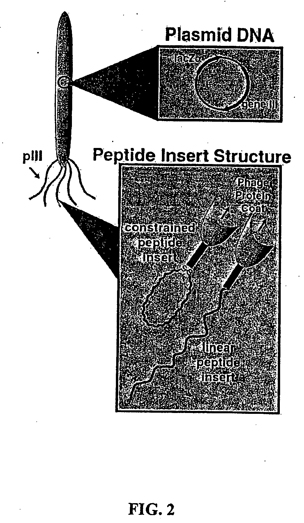 Peptide mediated synthesis of metallic and magnetic materials