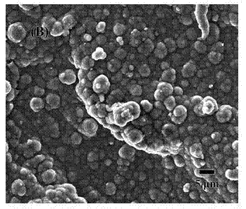 Preparation method for electroactive polypyrrole film