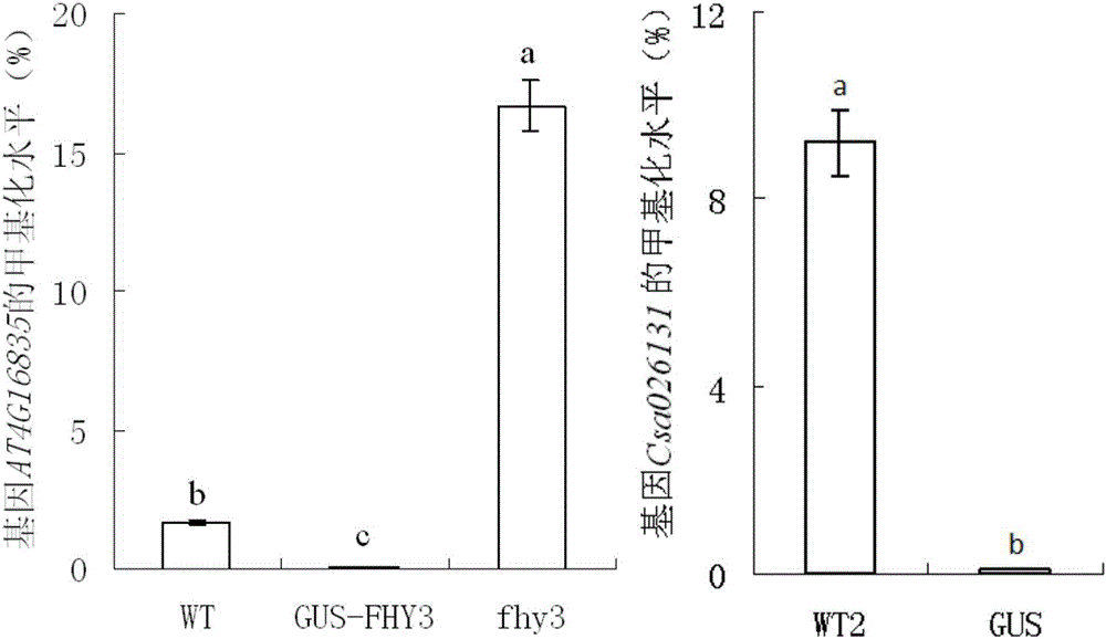 Analysis method of unexpected effect of transgenosis plants