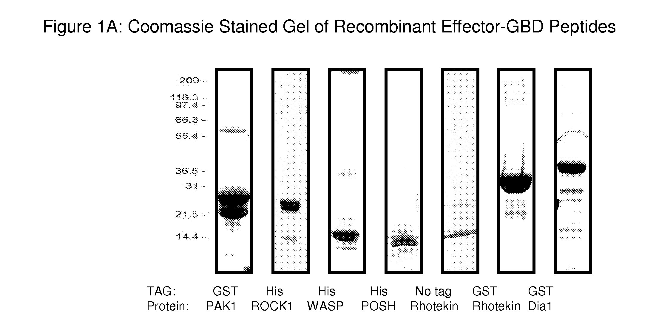 Detection of rho proteins