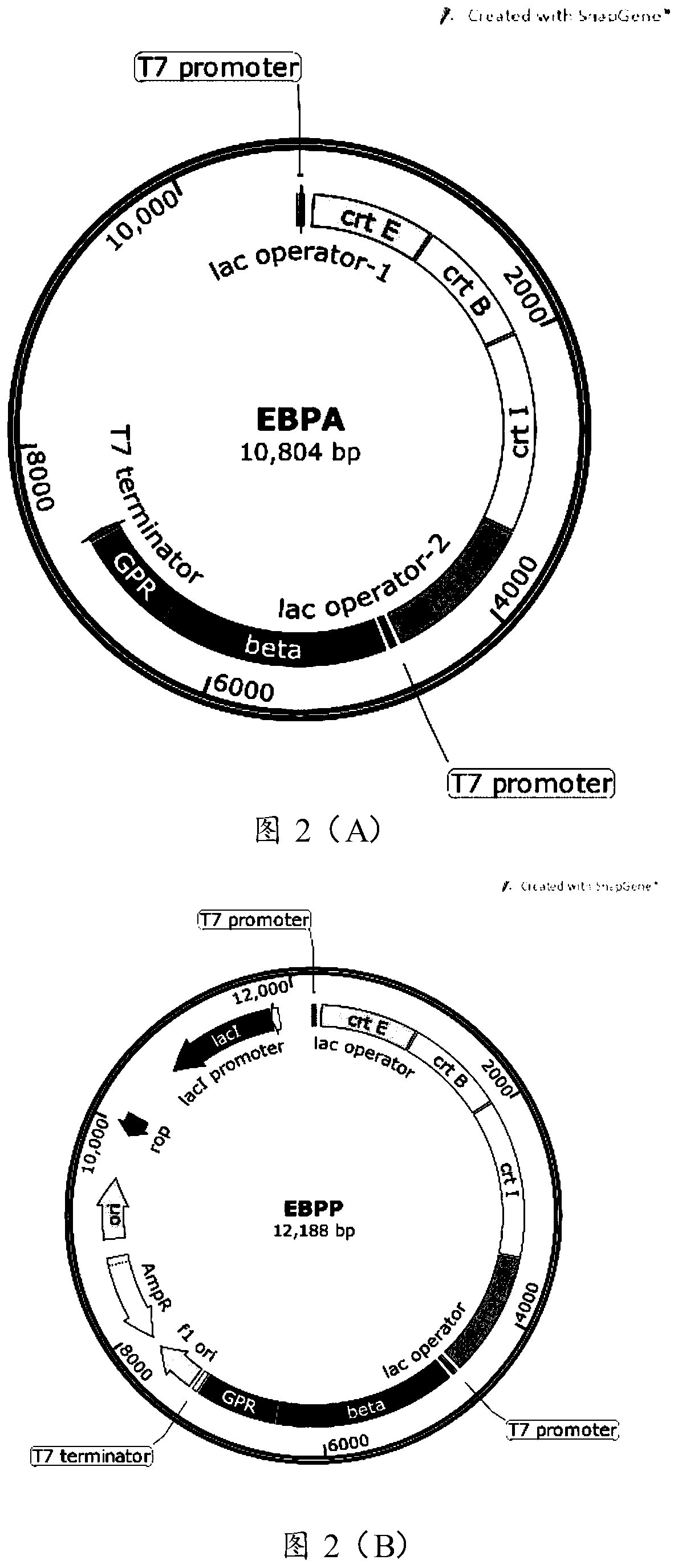 Gene saturation mutation library and its construction method and application