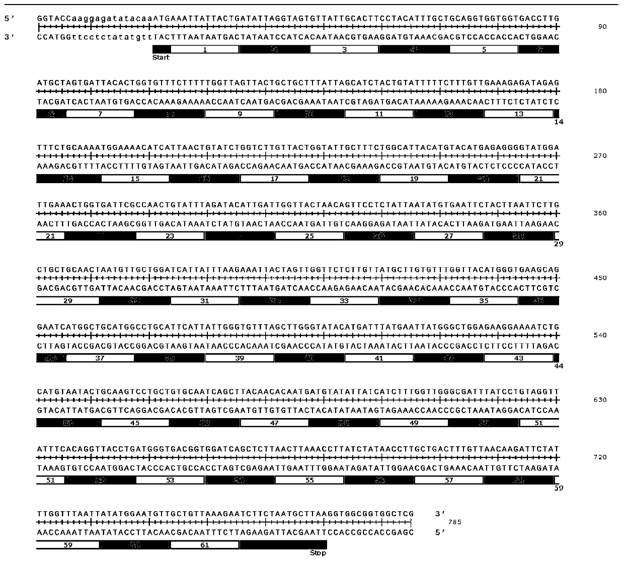 Gene saturation mutation library and its construction method and application