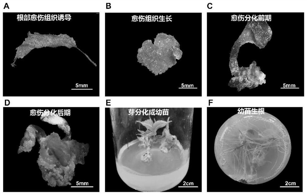 A method for inducing plant regeneration and constructing a transgenic plant regeneration system in each part of Eucommia ulmoides