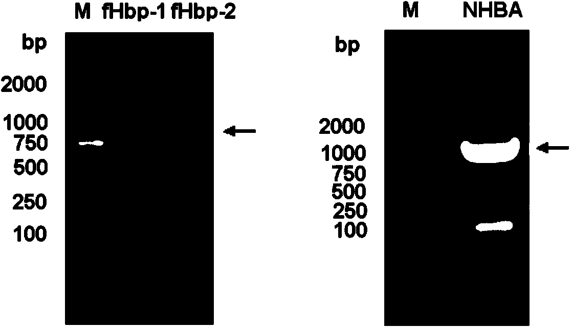 Meningococcus antigen combination and application thereof