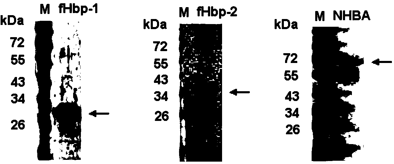 Meningococcus antigen combination and application thereof