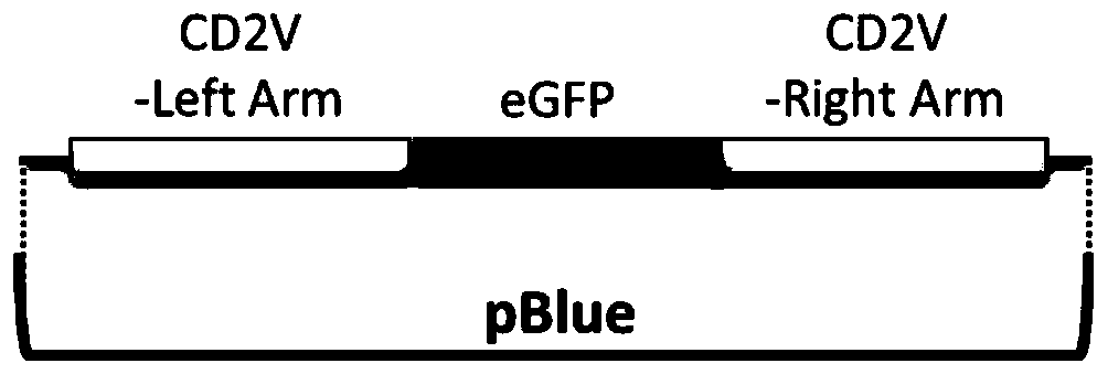 Gene deletion attenuated African swine fever virus and application thereof as vaccine