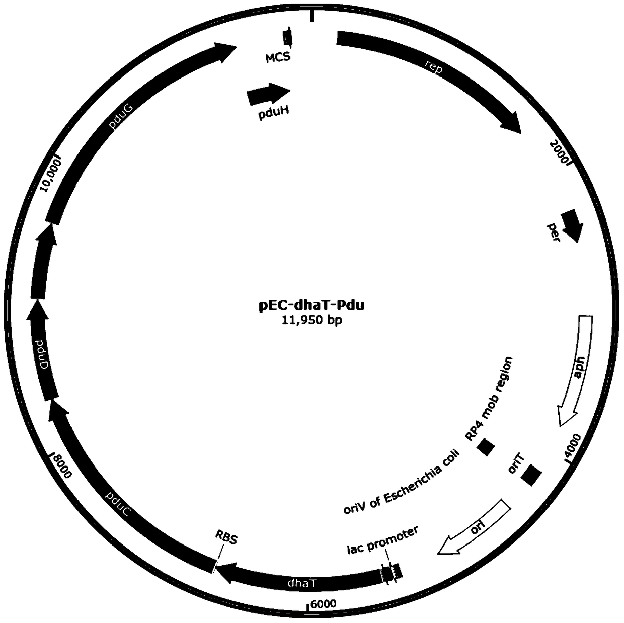 Method for joint production of 1,3-propanediol and glutamic acid by recombinant Corynebacterium glutamicum