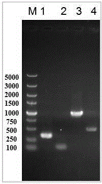 Bacillus licheniformis engineering bacterium capable of efficiently secreting nattokinase