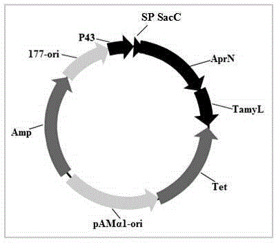 Bacillus licheniformis engineering bacterium capable of efficiently secreting nattokinase