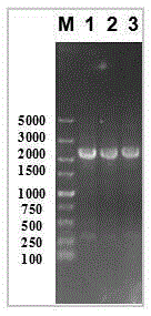 Bacillus licheniformis engineering bacterium capable of efficiently secreting nattokinase