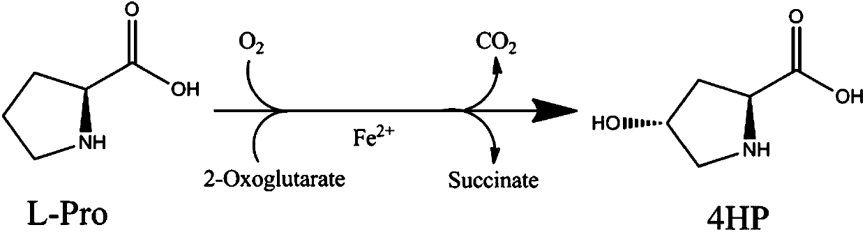 Method for producing trans-4-hydroxy-L-proline