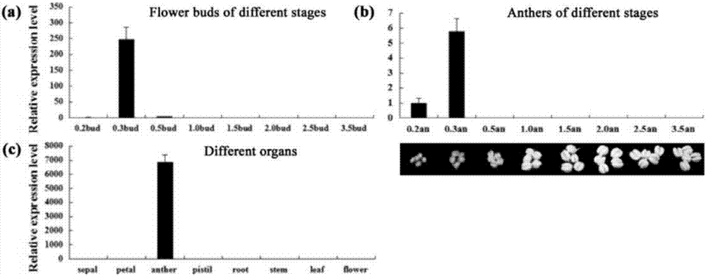 Identification method and application of petunia anther early specific expression promoter pPhGRP