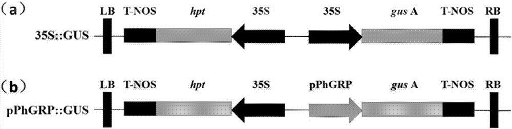 Identification method and application of petunia anther early specific expression promoter pPhGRP