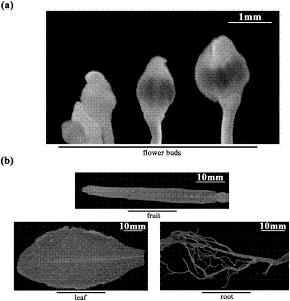 Identification method and application of petunia anther early specific expression promoter pPhGRP