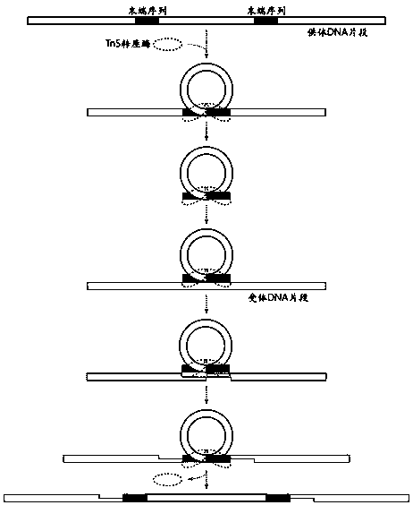 Method for quickly and stably measuring enzyme activity of Tn5 transposase