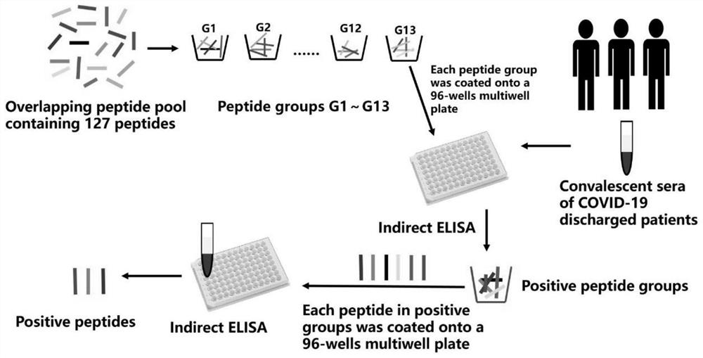 B cell linear epitope of novel coronavirus S protein, antibody, identification method and application