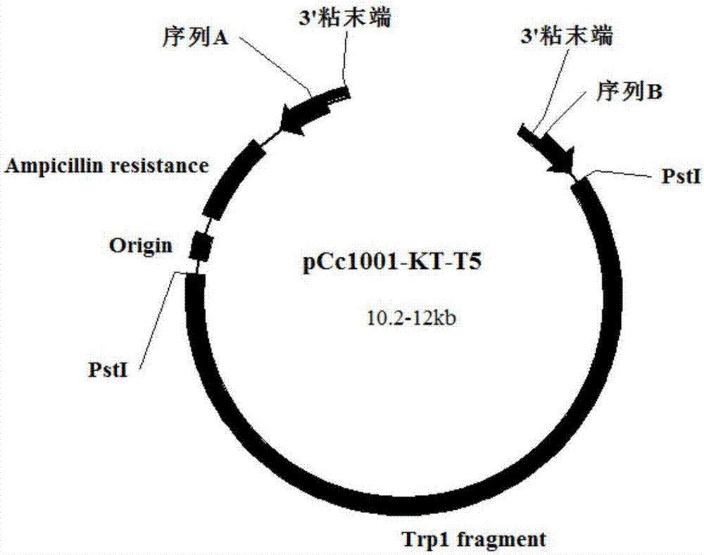 Method of achieving high-accuracy site-directed gene knock-out in coprinus cinereus