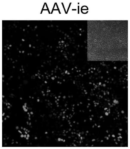 Adeno-associated virus (AAV) containing variant capsid protein and application of AAV