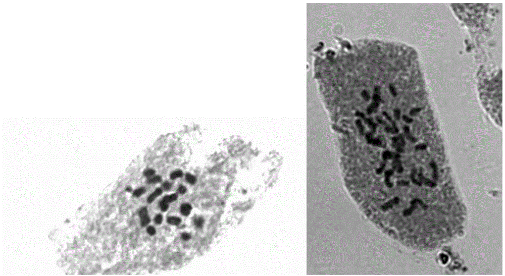 Centella asiatica polyploid and inducing breeding method thereof