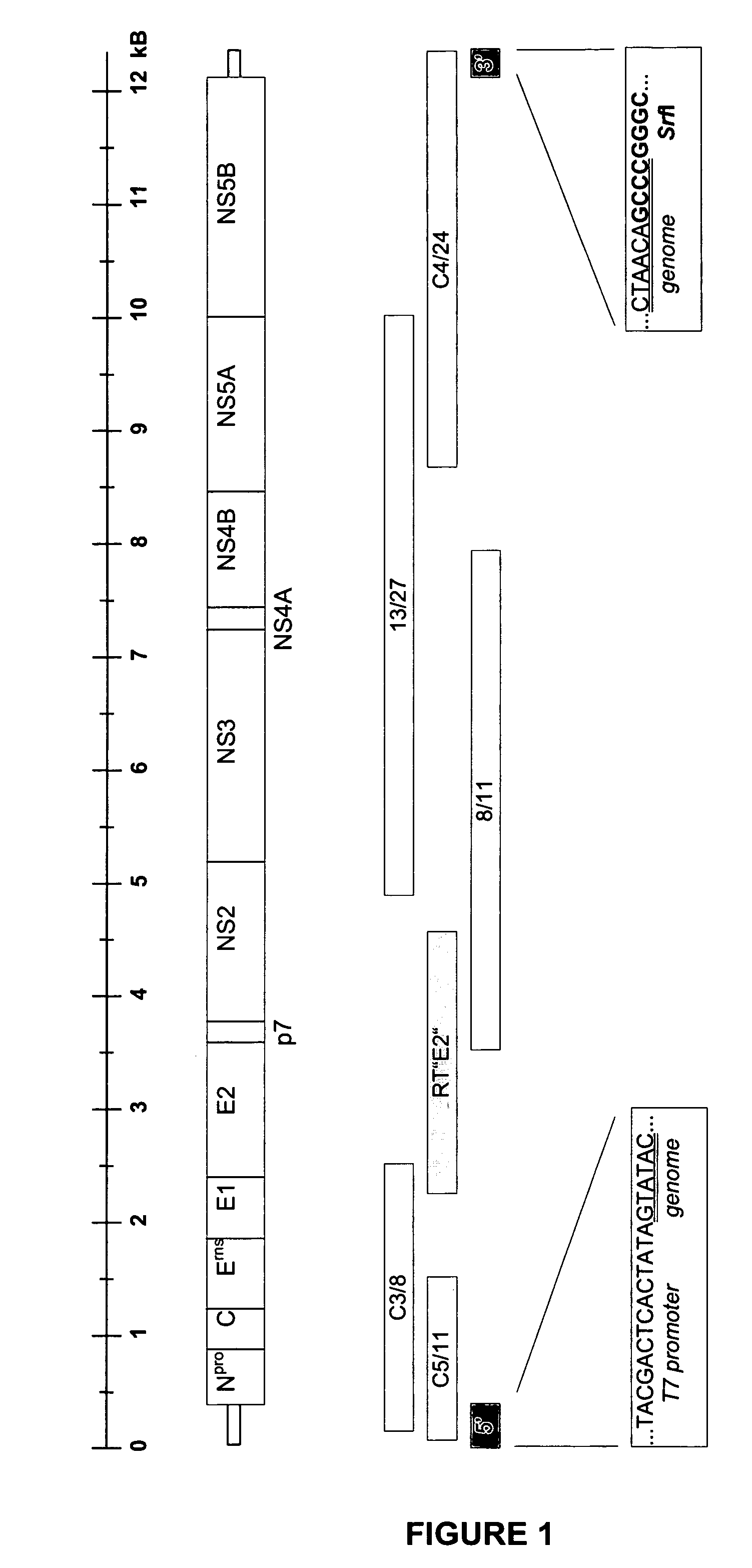 Infectious bovine viral diarrhea virus