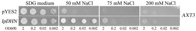 Ipomoea pescaprae dehydrin gene IpDHN as well as coding protein and application thereof