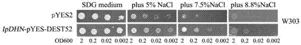 Ipomoea pescaprae dehydrin gene IpDHN as well as coding protein and application thereof