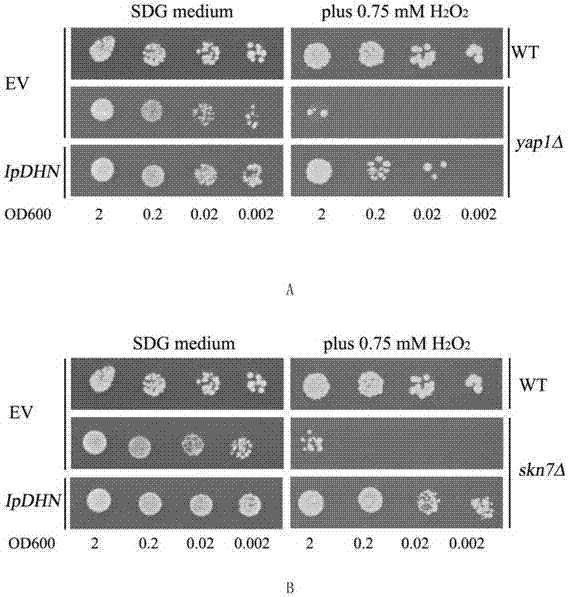 Ipomoea pescaprae dehydrin gene IpDHN as well as coding protein and application thereof