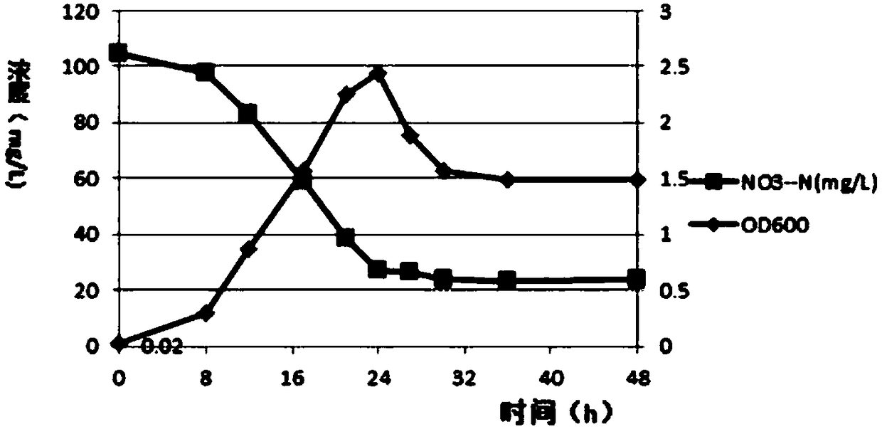 Klebsiella strain and application thereof in river sewage and rural ammonia-containing domestic sewage