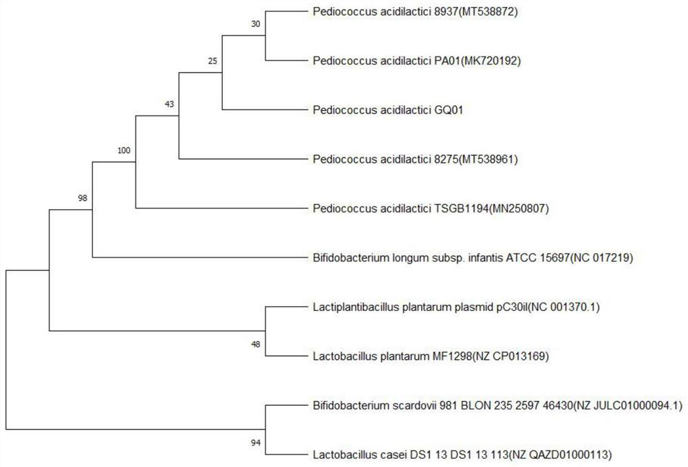 Pediococcus acidilactici derived from wolfberry enzyme and having uric acid reducing effect and application of pediococcus acidilactici