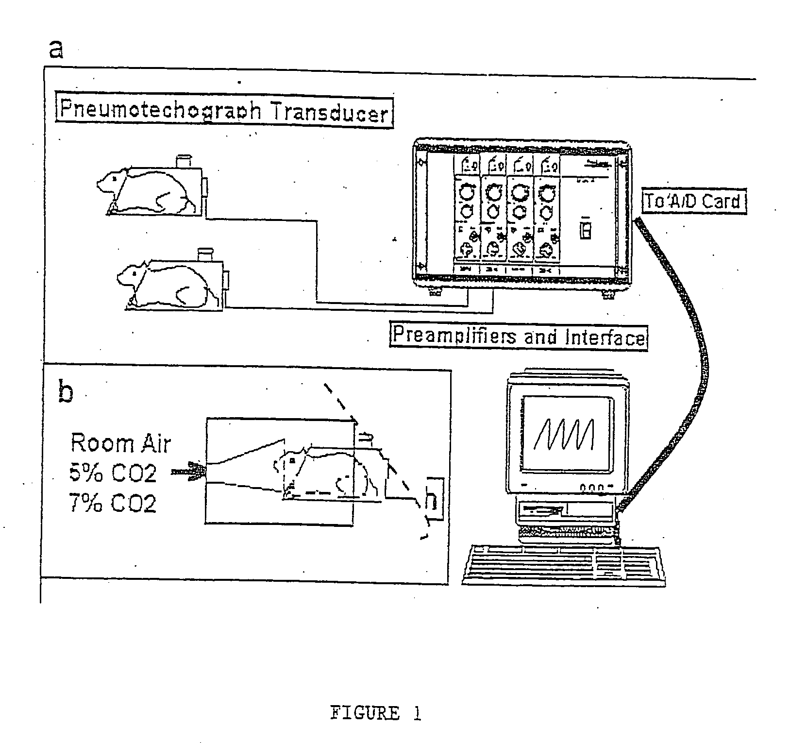 Method for improving respiratory function and inhibiting muscular degeneration