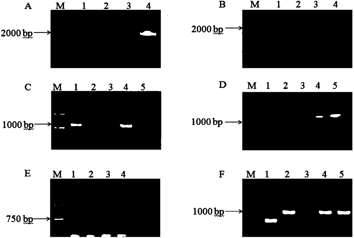 A kind of method, primer and kit for detecting blue light phototaxis of aphids