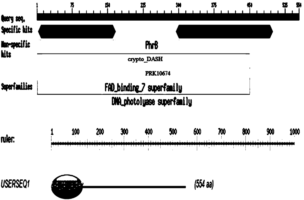 A kind of method, primer and kit for detecting blue light phototaxis of aphids