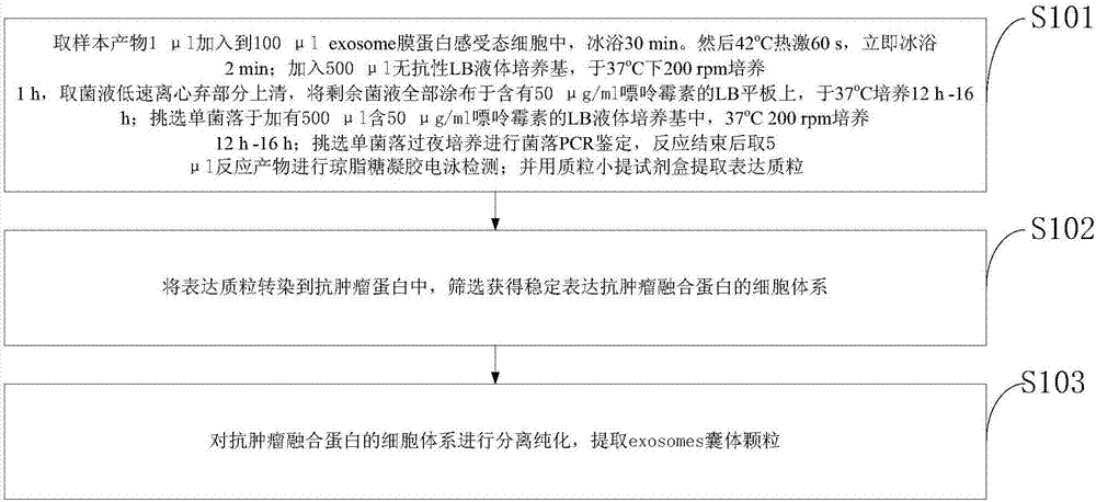 Preparation method of targeted exosome carrying anti-tumor protein and application thereof