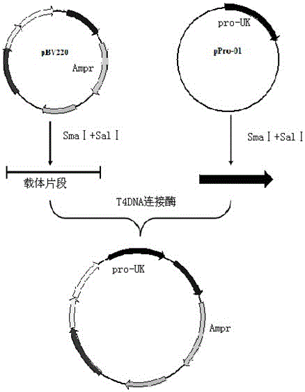 A preparation process for separating and purifying recombinant human pro-urokinase from recombinant Escherichia coli fermentation broth