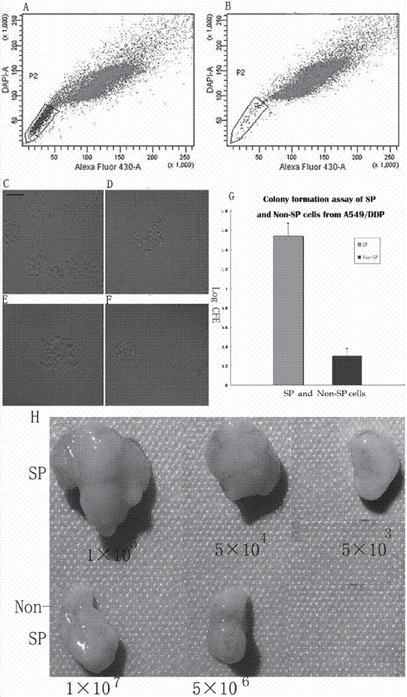 Cancer therapeutic medicine capable of killing medicine-resistant tumor cells and tumor stem cells in chemicotherapy