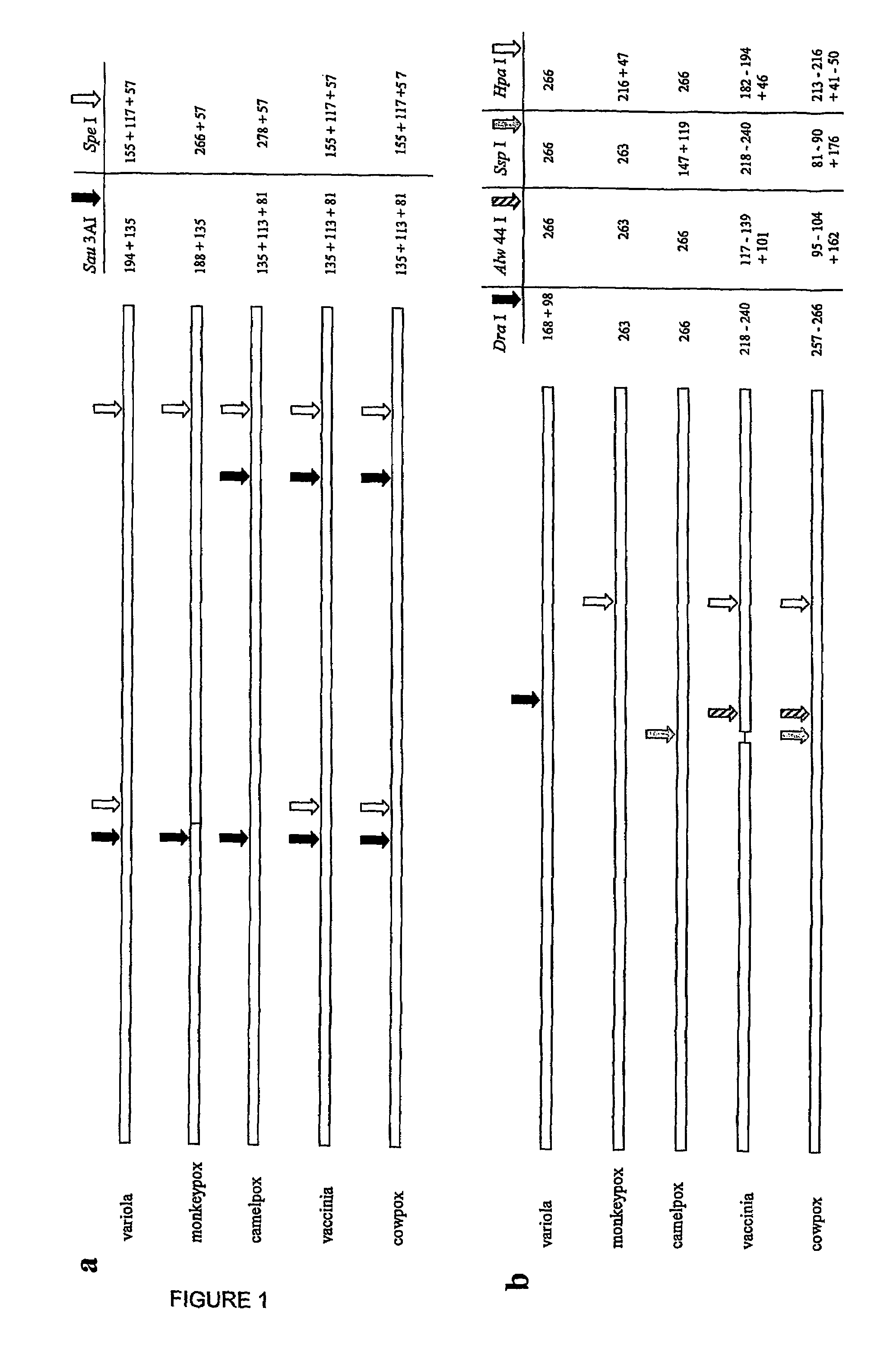 Method and kit for molecular identification of smallpox