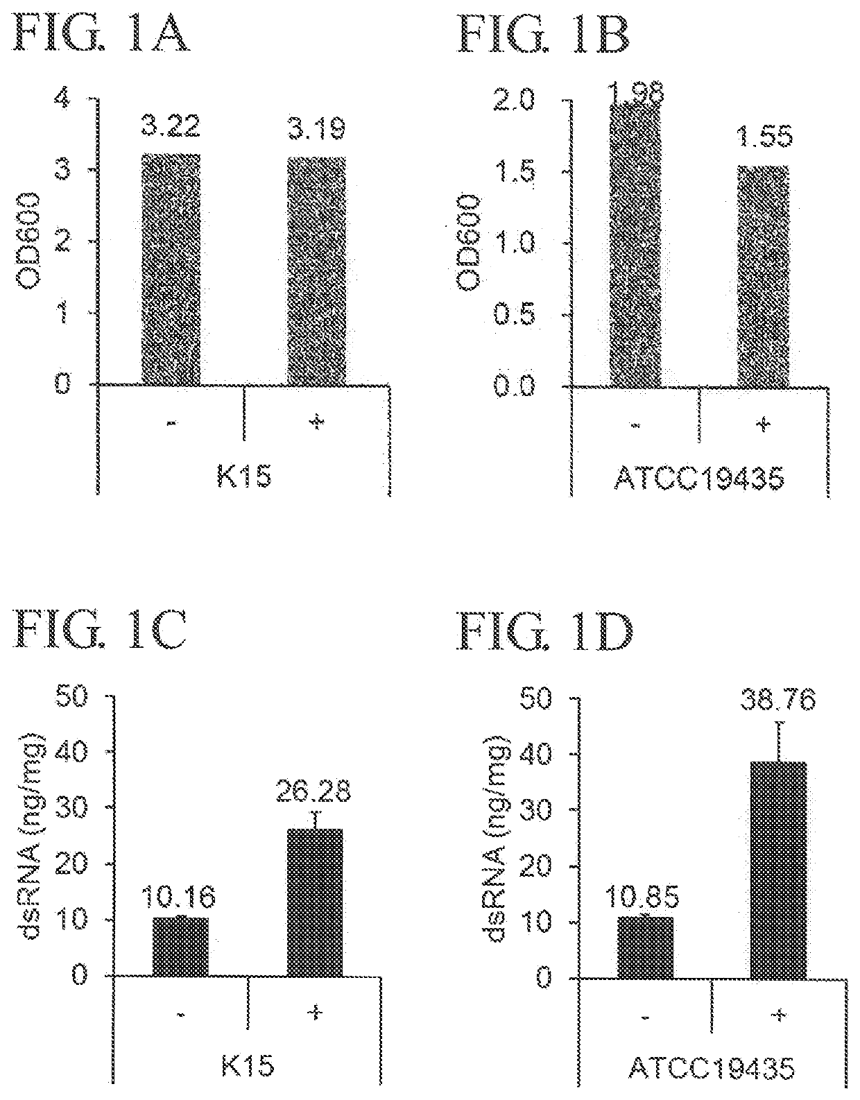 Method for producing double-stranded rna-rich lactic acid bacterium,
and said lactic acid bacterium