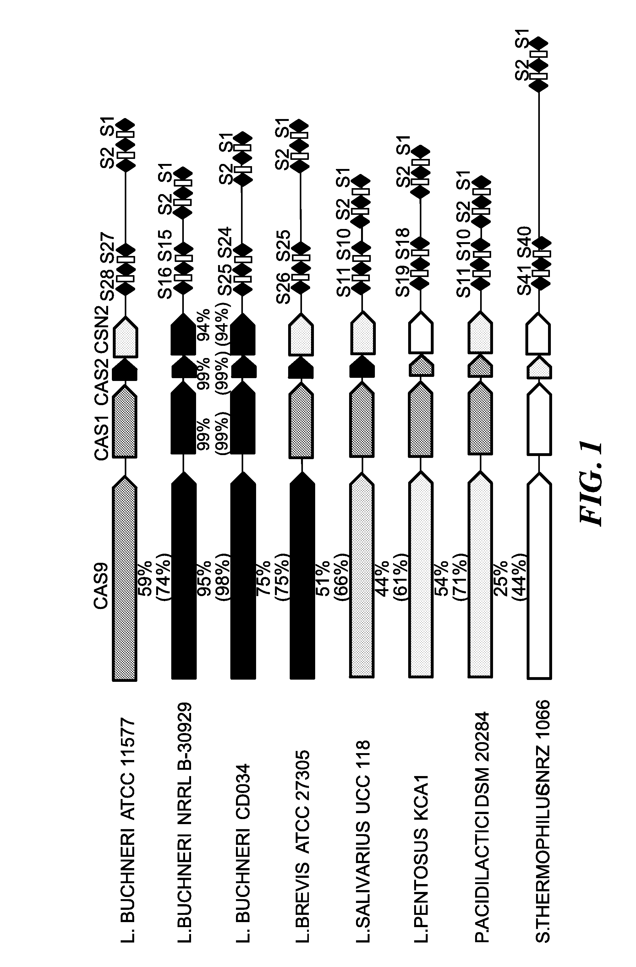 Compositions and methods related to a type-ii crispr-cas system in lactobacillus buchneri